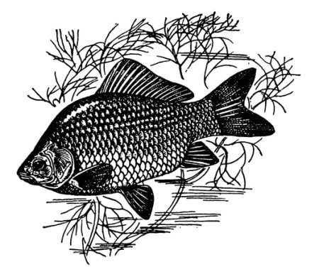 Карась раскраска