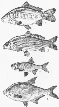 Карась обыкновенный и карась серебряный