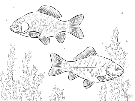Окунь раскраска для детей