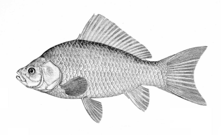 Карась раскраска