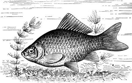 Карась Графика