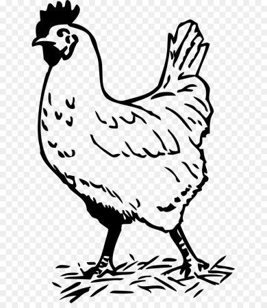 Курица раскраска для детей