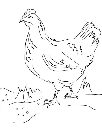 Куры раскраска для детей