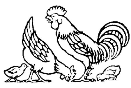 Раскраска курица с цыплятами