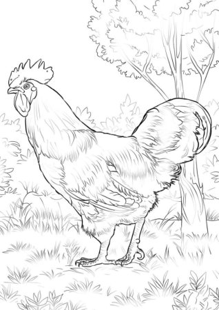 Раскраска петух и Курочка