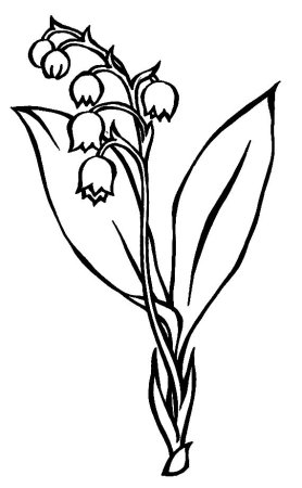 Ландыш раскраска для детей