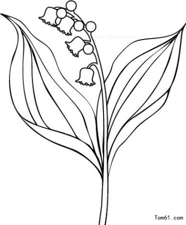Ландыши карандашом для срисовки