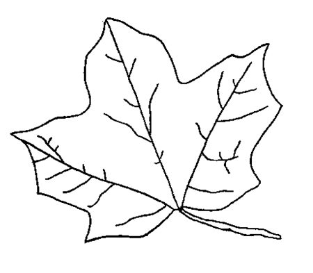 Лист клена раскраска