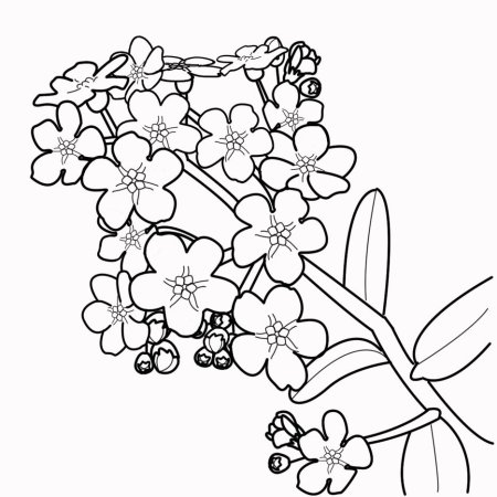 Незабудка раскраска для детей