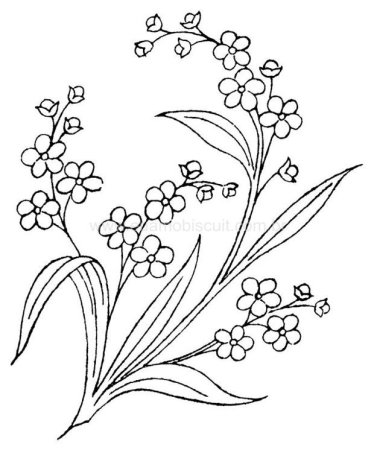 Незабудка Незабудка мелкоцветковая