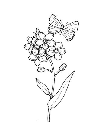 Незабудка цветок раскраска