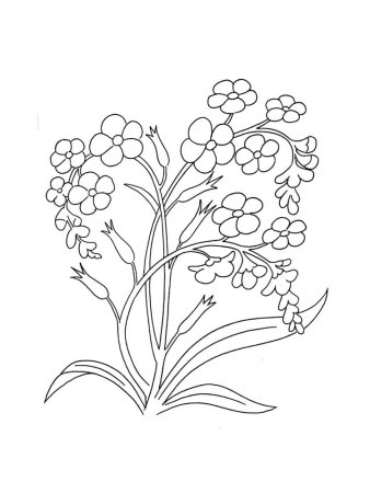 Незабудка цветок раскраска