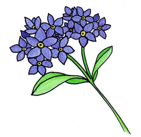 Незабудка раскраска для детей