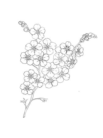 Незабудка цветок раскраска