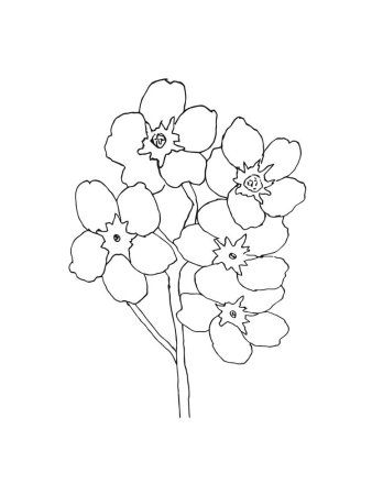Незабудка цветок раскраска для детей