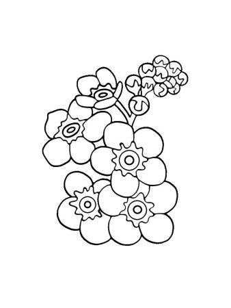 Полевые цветы раскраска