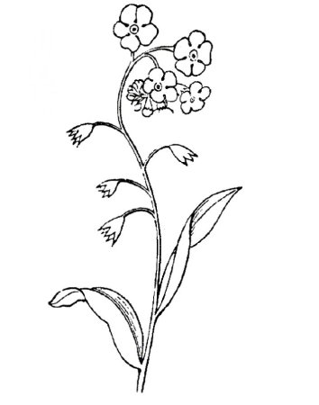 Незабудка цветок раскраска