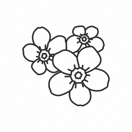 Цветы для выжигания