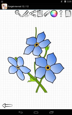 Раскраска Незабудка 1 цветок