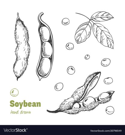 Bean рисунок раскраска