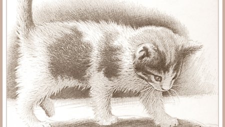 Раскраски для мальчиков котята