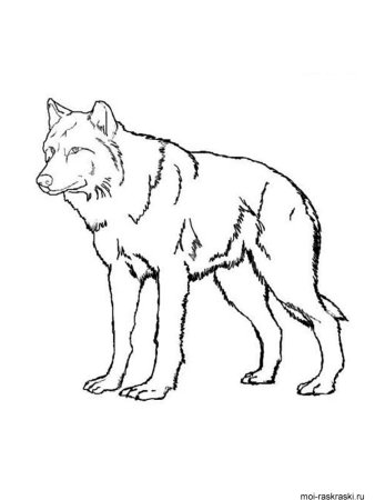 Волк раскраска для детей