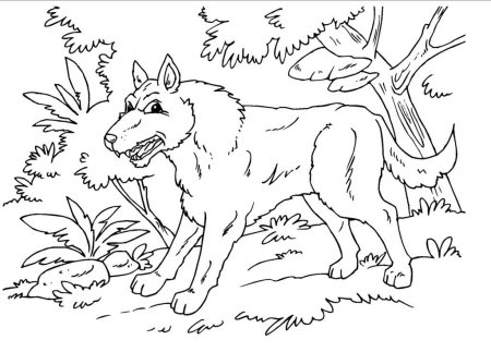 Волк раскраска для детей