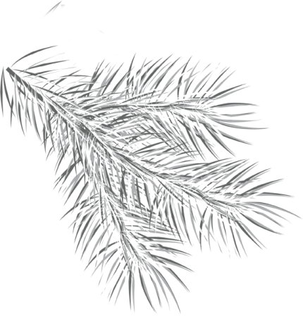 Рисование ветки ели