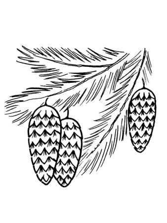 Еловая веточка раскраска