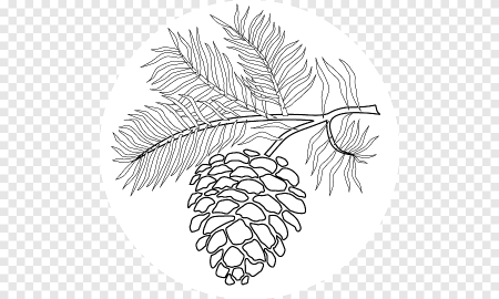 Ветка сосны раскраска