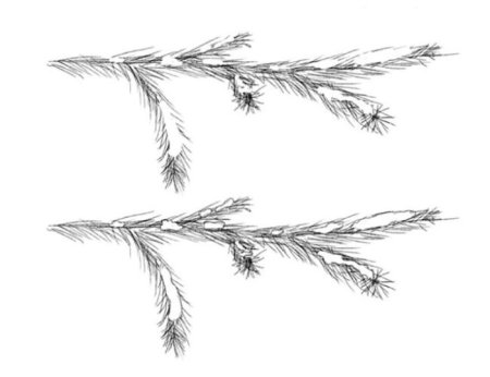 Рисование еловой ветки
