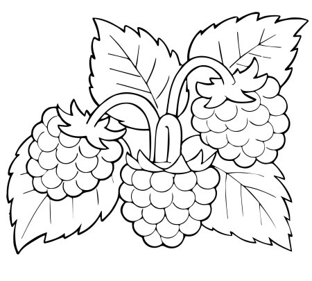 Малина раскраска