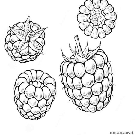 Малина для раскрашивания детям