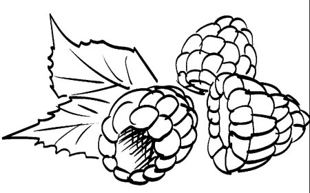 Малина контур