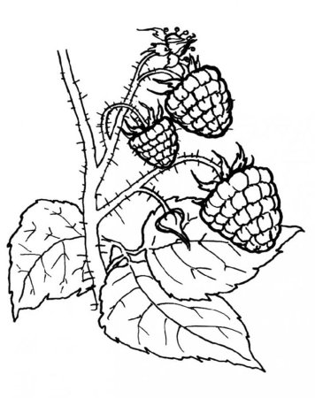Raspberry раскраска для детей