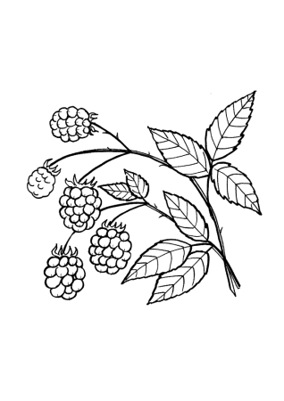 Ежевика раскраска для детей