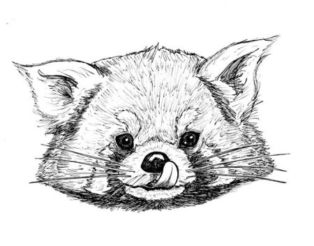 Красная Панда раскраска