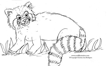 Малая Панда раскраска для детей