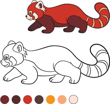 Красная Панда раскраска для детей