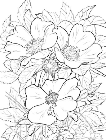 Эскизы цветов для вышивки гладью