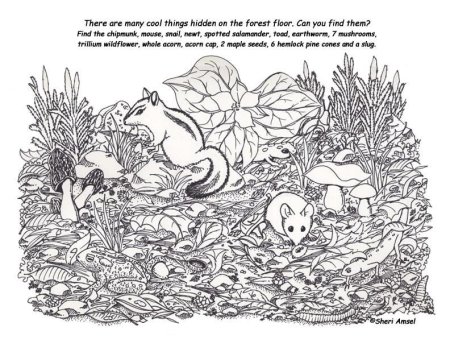 Найти предметы на картинке