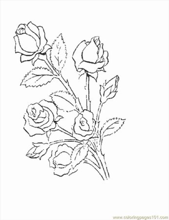 Клумба с розами раскраска