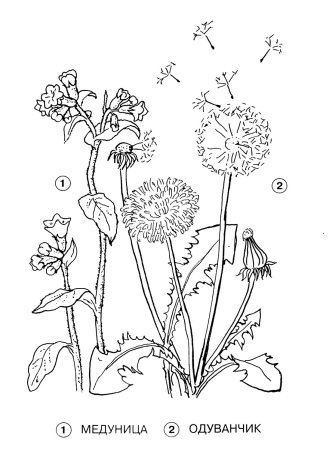 Эскизы для вышивки