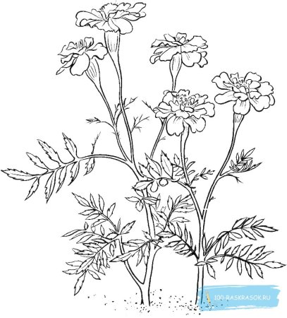 Цветы. Раскраска