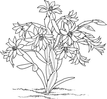 Рисунки растений