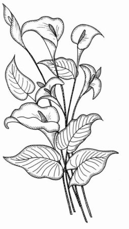 Вьющиеся растения раскраска