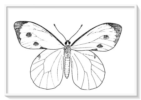 Нарисовать бабочку капустницу