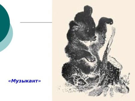 Бианки музыкант