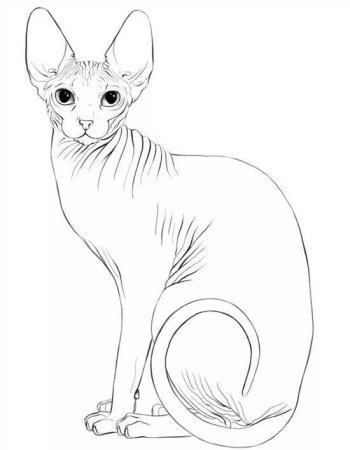 Раскраска Корниш рекс