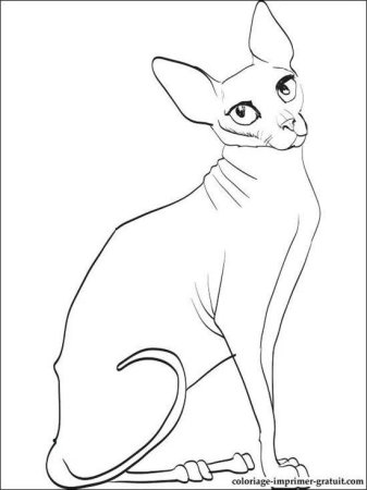 Раскраска сфинкс кошка